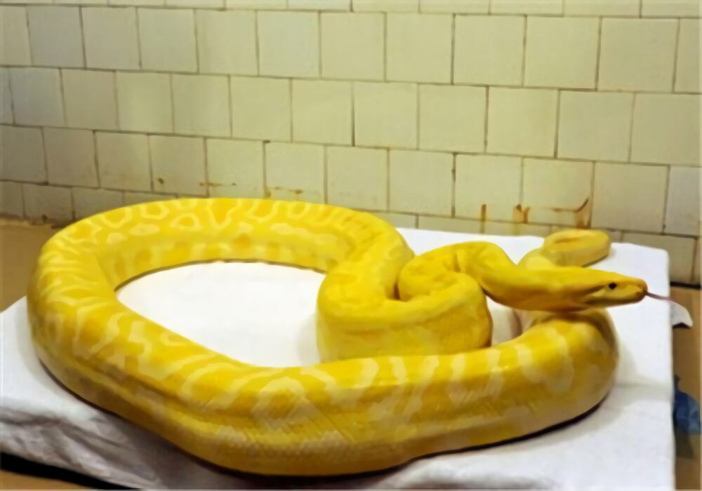 黄金蟒身份信息