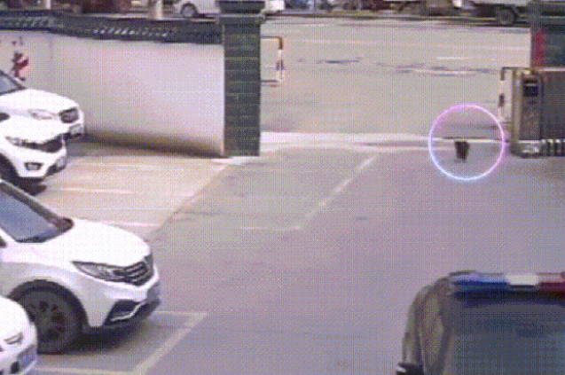 流浪狗闯进警局“应聘”警犬,网友:现在想当警犬都靠耍赖皮吗?