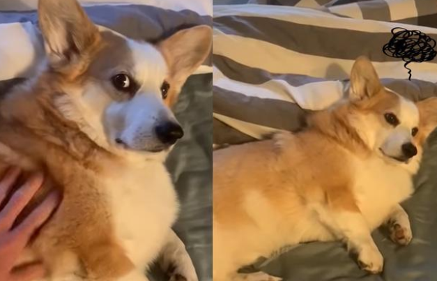 狗狗喜欢规律生活！主人却突然强迫它6点散步