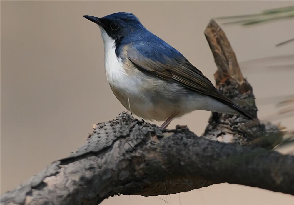 蓝歌鸲身份信息