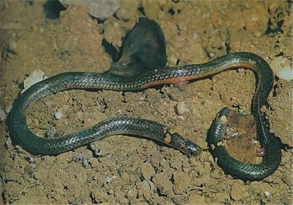 钝尾两头蛇身份信息