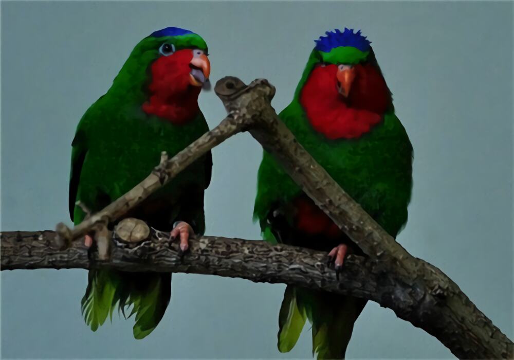 蓝冠吸蜜鹦鹉身份信息