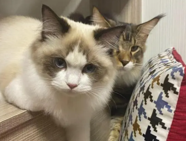 猫咪私自开电磁炉，厨房浓烟引来物业，猫跟房子差点没了