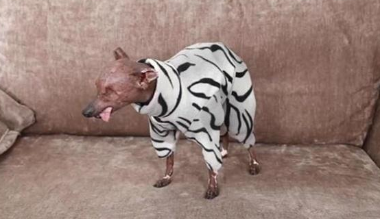 狗狗外出要穿漂亮的衣服,也要擦防晒乳,主人家并不是娇情只是真情