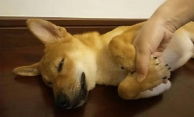 狗狗也会撒娇:麻麻,就这样不要松开好吗