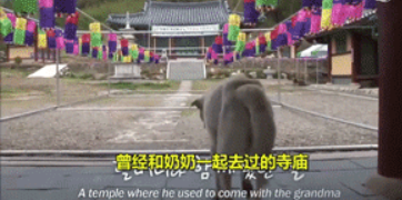 一只狗守护墓地11年,最后死在了主人的墓碑上…