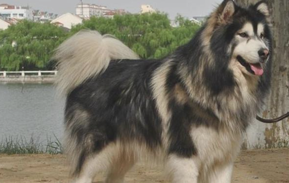 阿拉斯加犬赖上快递小哥，日夜兼程等投喂，铲屎官：究竟到底是谁主人家？