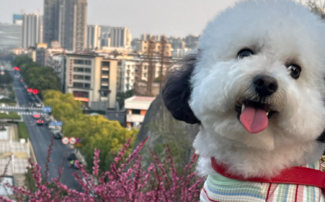 全球首个宠物基因身份证系统落地，让理赔更简单