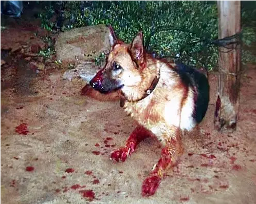 夏天狗狗咬人牵引绳 | 暑期犬类咬伤多发 公安提醒遛狗用犬绳牵引