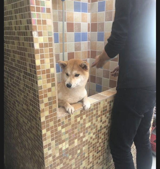 柴犬在冲澡以前,主人还去给它做观念提前准备,狗:趁机讹一下主人