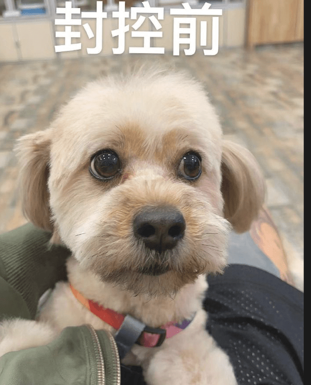 住宅小区被封控后,狗狗一开始眉目清秀的,三周后没眼看,太草率了!