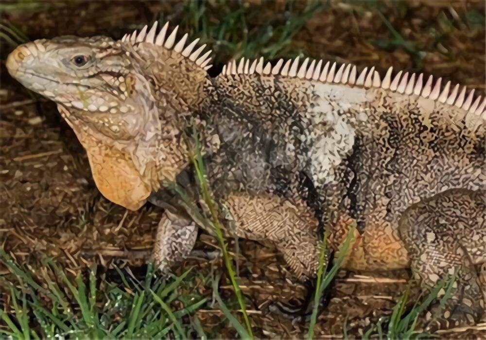 古巴鬣蜥身份信息