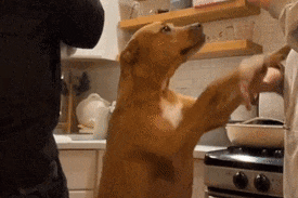 看到主人在游戏里撸狗，狗子气炸直接开骂，这是连电子醋都吃？