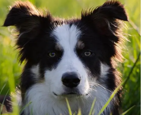 牧羊犬遇到一群笨羊,一言不合就和狗狗打了起来,气死狗了!
