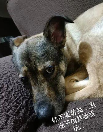 主人穿睡裤出门,回家才发现底下破大洞,狗:它先动手的...