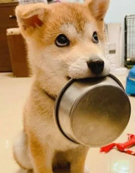 秋田犬自小就喜欢叼碗卖萌,可等它长大以后,铲屎官愣住