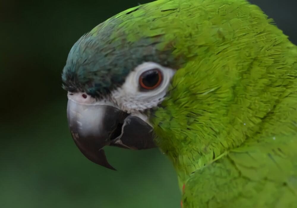 红肩金刚鹦鹉身份信息