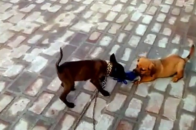 仿冒金毛和伪马犬抢食,马犬一前爪将食盆干倒,还要上来揍金毛…