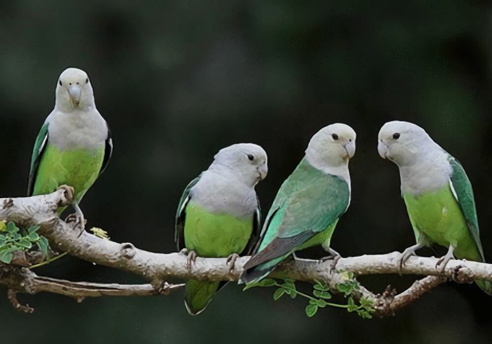 马达加斯加爱情鸟身份信息