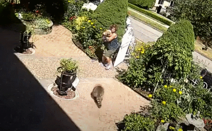 惨！加拿大女子遛狗回家遭一群浣熊撕咬！腿上留下血洞抓痕！