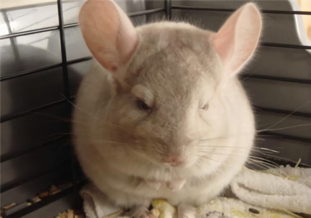 纯啡龙猫身份信息