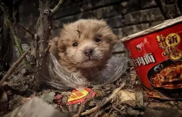 立法保护流浪猫狗?政府资金不是无底洞,弃养比虐待更为可恨