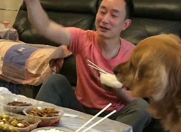 史上最牛蠢的金毛狗狗,主人家一直抓气体给它吃它吃的津津乐道,还淌口水