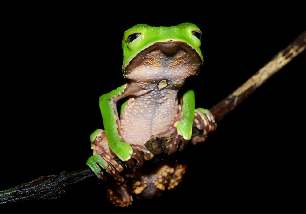 中国树蛙身份信息