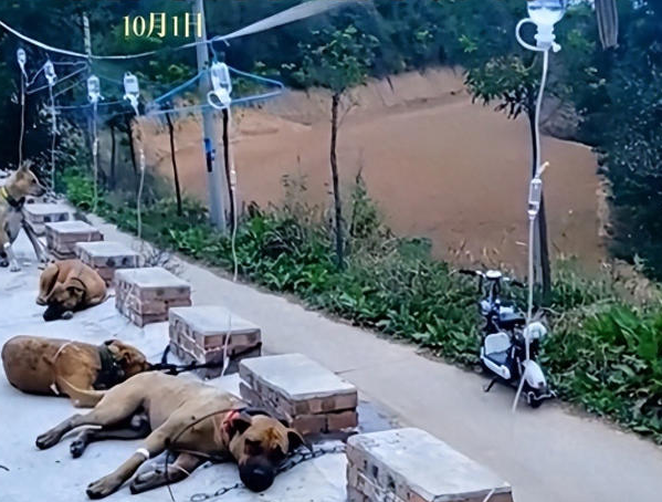 狗狗趴地上集体打吊针,目击者:它们吃了五仁月饼导致身体不适