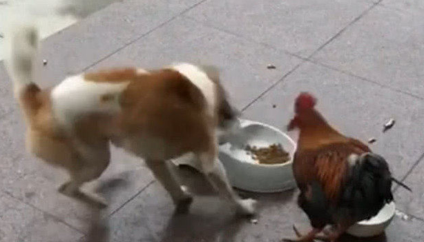 小狗和雄鸡为食物大战,周边人都来驻足观看,結果令人险笑出影响