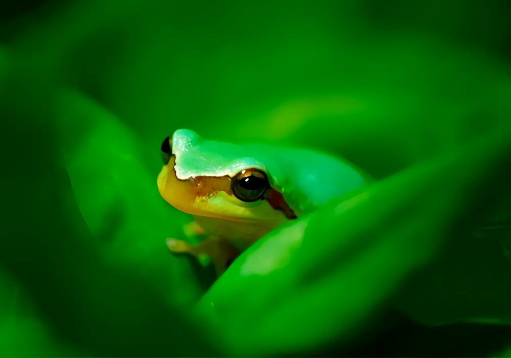 中国树蛙身份信息