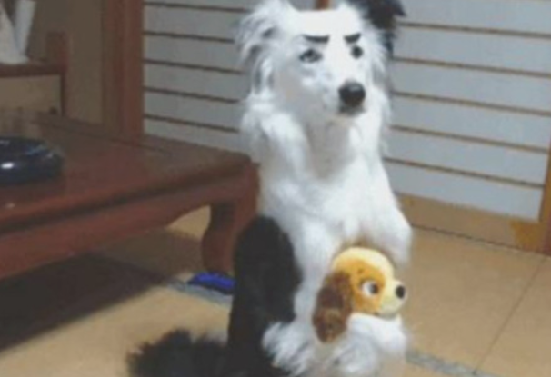 主人家脑洞大给狗狗换造型设计,见到制成品后,网友笑料一瞬间被引燃