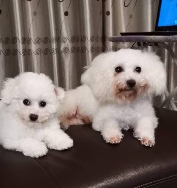 两只离不开主人的比熊犬,恨不得长在主人身上,网友:好有爱啊!