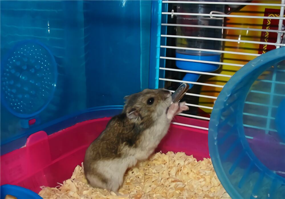 三线仓鼠身份信息