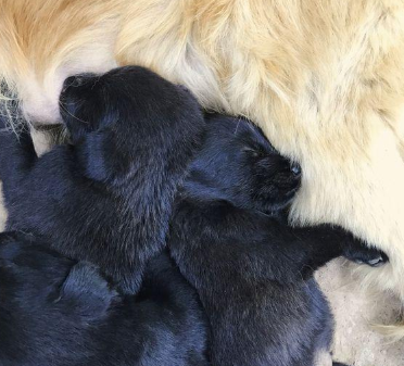 原本亲密无间的二只金毛,在母犬产下小黑狗以后,完全闹僵了