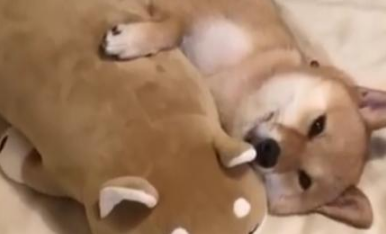 每次去女友家接柴犬,狗子都是这德行,不就是一个柴犬抱枕吗