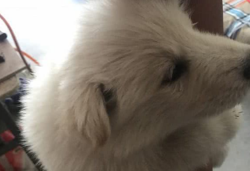 网友求助:都说萨摩耶犬是撒手没,为什么我家的是撒不开手?