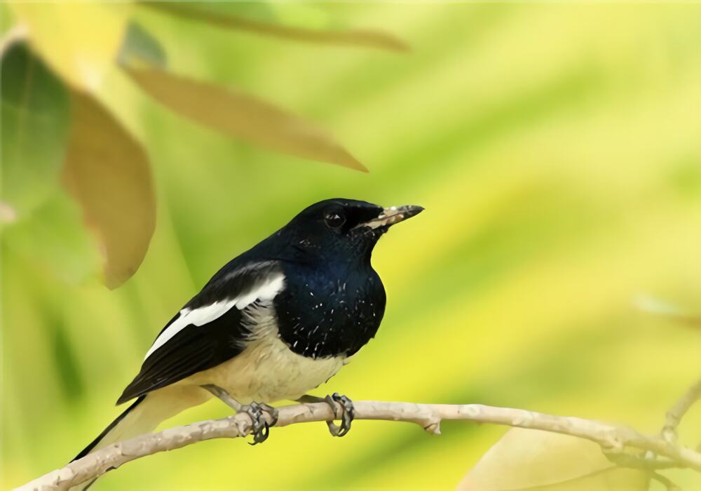 四喜鸟身份信息