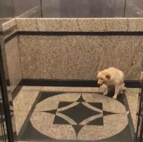狗狗坐在电梯门口前,却没看到主人,是被遗弃了吧!