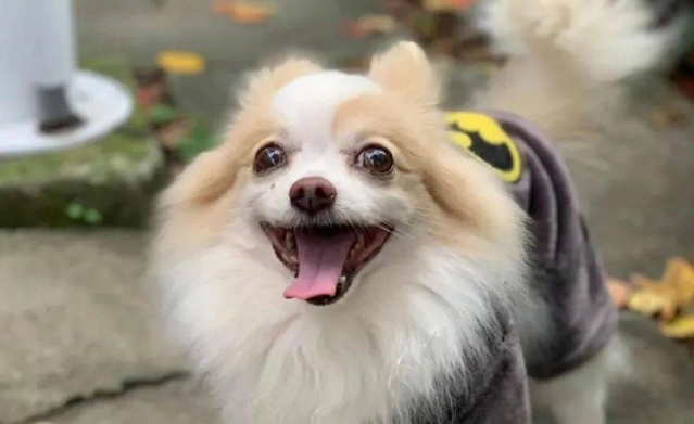 狗子深夜叩门带主人去洗手间，竟然是为了更好地显摆...哈哈哈哈哈