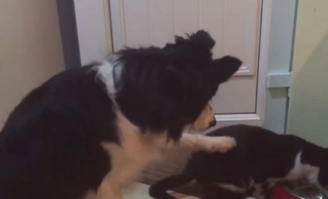 猫咪吃错碗不肯让 狗狗无奈戳它那是我的