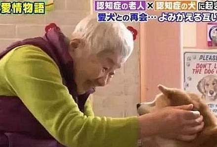 81岁奶奶与柴犬同患痴呆,住进养老院,重逢还记得彼此
