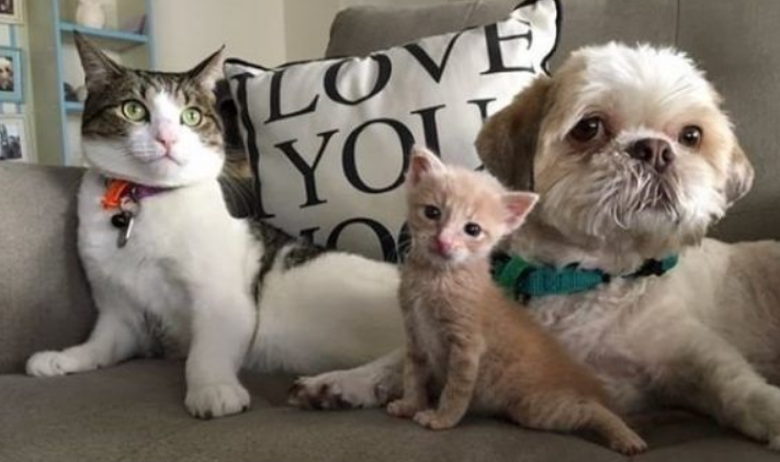 狗狗从汪星移民到喵星 变身超级奶爸