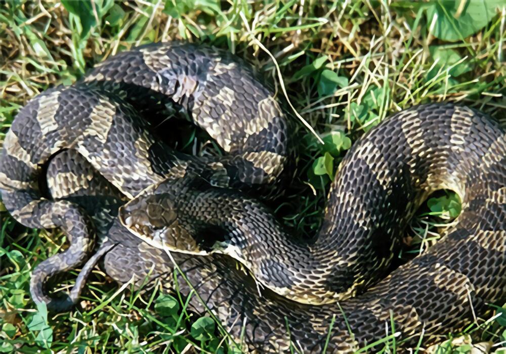 猪鼻蛇身份信息