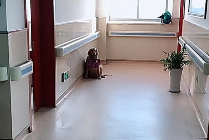 主人得了癌症，狗狗坐在病房门口，看到嘴里叼的东西，泪目了！
