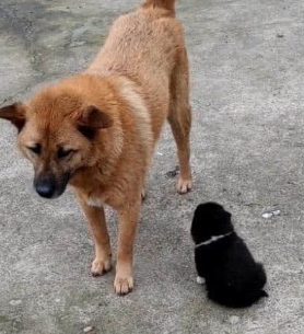 带大黄狗外出，遇到一只死皮赖脸的奶狗认“干爸”，女主角愣住了