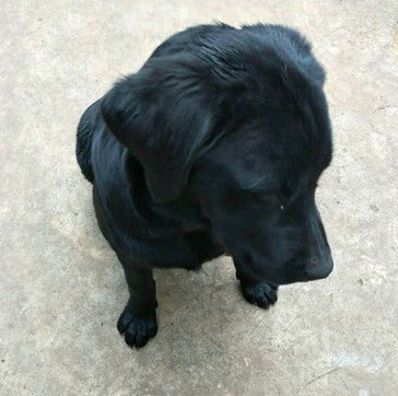 狗狗被主人丢门口,任由主人辱骂也没动,仰头的一瞬间令人心死了