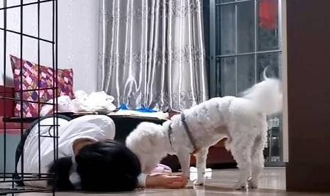 主人装晕,测试狗狗反应,哈士奇的反应让主人“雪上加霜”