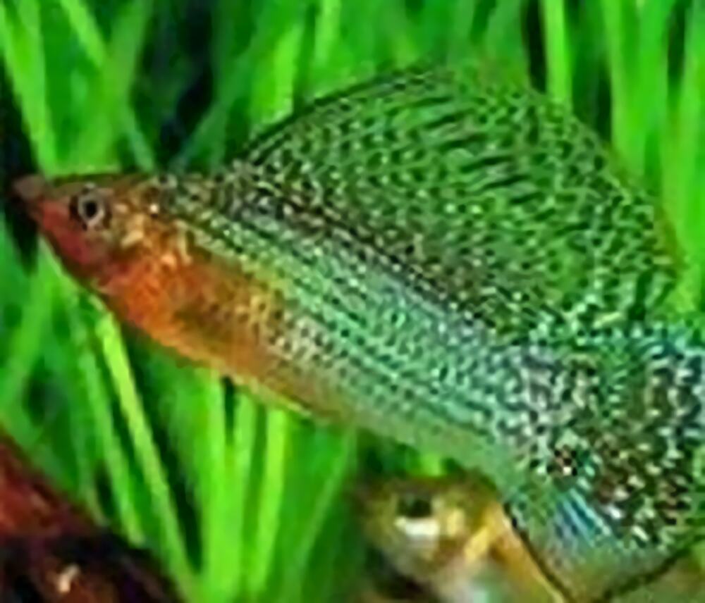 摩利鱼身份信息