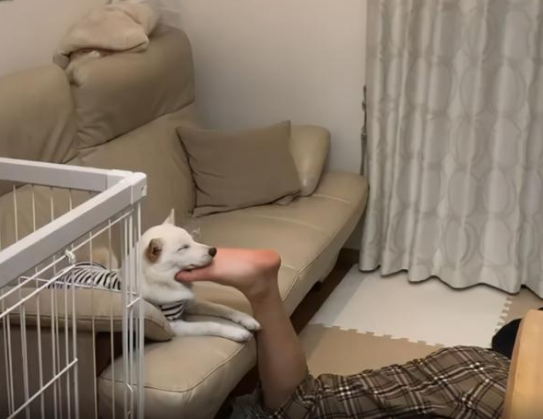 柴犬偏爱哥哥,连脚丫子都不放过!这样睡觉更香!